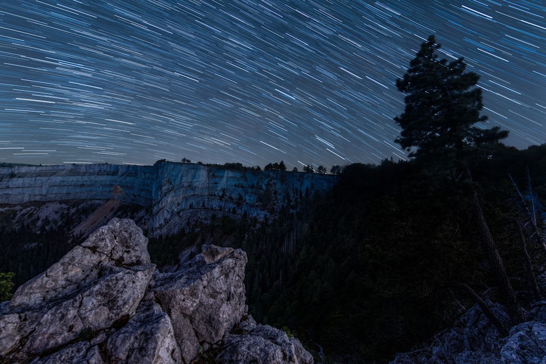 A night sky with stars and a tree